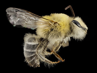 yellow and black bee thumbnail