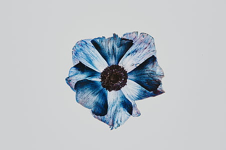 blue and gray petaled flower wallpaper thumbnail