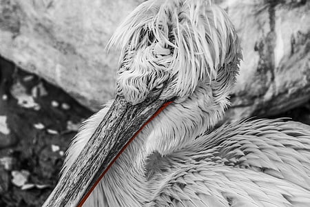 macro shot photography of white bird thumbnail