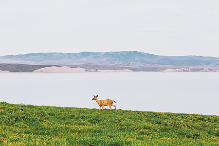 brown deer on green grass field near body of water during daytime thumbnail