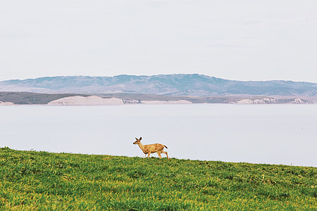 brown deer on grass field thumbnail