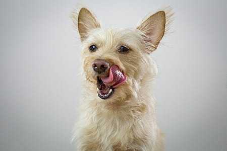 medium wire-haired white dog thumbnail