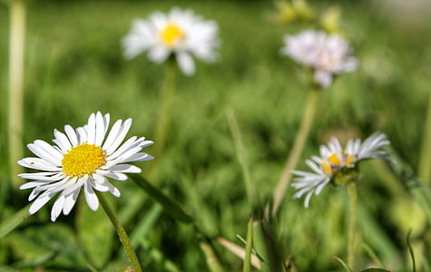 white and yellow petaled flower thumbnail