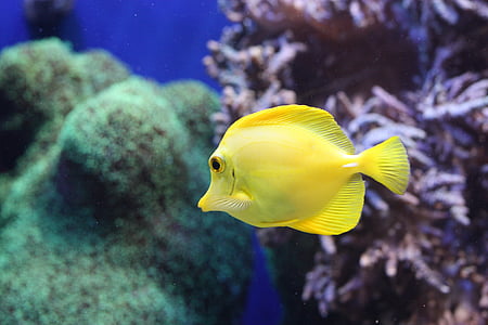 yellow fish underwater thumbnail