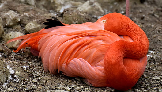 pink flamingo lying on brown sand thumbnail