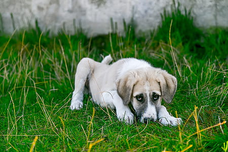 puppy lying on green grass thumbnail
