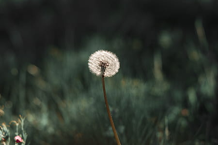 Photography Of Dandelion thumbnail