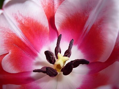 pink tulip thumbnail