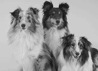 greyscale photography of three Australian shepherd thumbnail