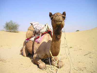 brown camel on dessert thumbnail