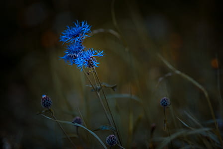 macro photography of blue cornflower thumbnail