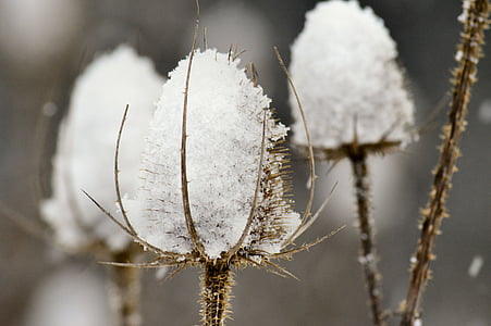 shallow focus photography of white flower thumbnail