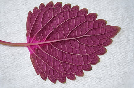 purple leaf thumbnail