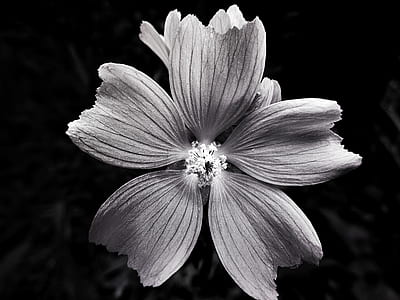 black-and-white, nature, petals, blur thumbnail