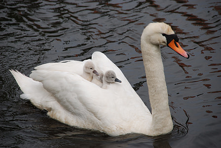 mute swan with two swanlings on back on lake thumbnail