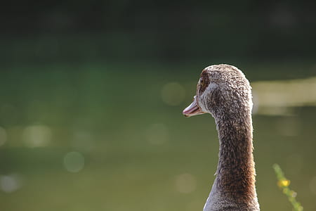 gray duck near river during daytime thumbnail