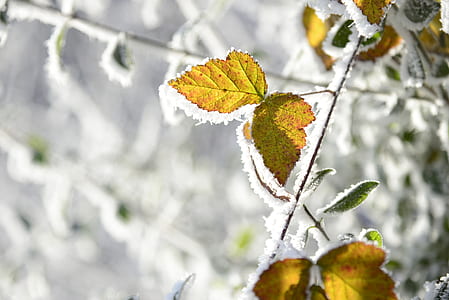 brown leafed plant covered with snow thumbnail