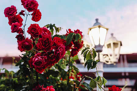 Roses of Bulgaria thumbnail