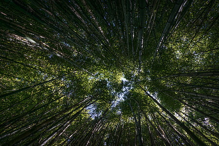 low-angle photography of trees thumbnail