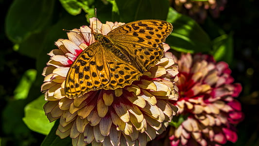 closeup photo of gulf fritillary butterfly perched on yellow cluster flower at daytime thumbnail