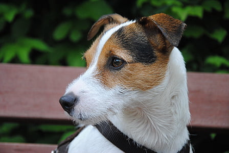 short-coated white, black, and brown dog thumbnail