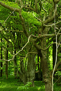 green leafed trees thumbnail