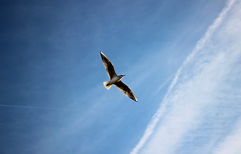 low angle of bird spreading wings in sky thumbnail