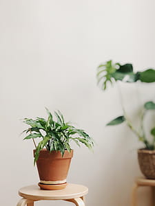 Selective Focus Photography of Potted Plant thumbnail