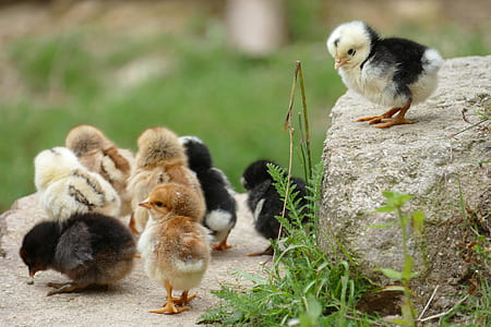 flock of brown and black Chicken chicks thumbnail