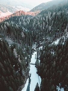 pine trees and snow thumbnail