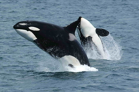 two white-and-black dolphins on the sea thumbnail