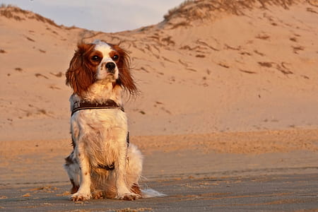 short-coated Cavalier King Charles spaniel on sand during daytime thumbnail