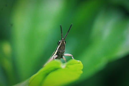 black and white grasshopper perching on green leaf thumbnail