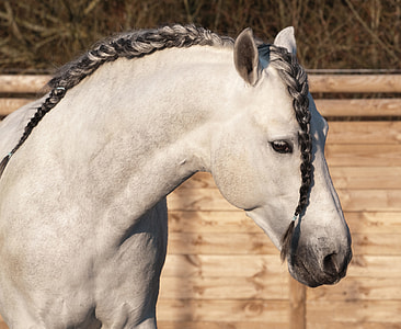 close up photo of horse at daytime thumbnail