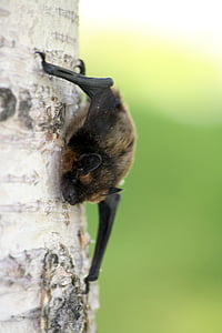 brown and black bat on tree bark thumbnail