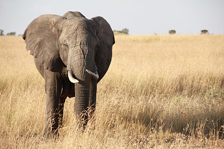 black elephant standing on open field thumbnail