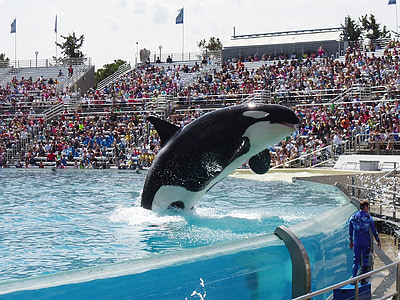 white and black orca whale jumping on water in the center of arena with people thumbnail