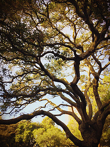 green leafed tree photogrpahy thumbnail
