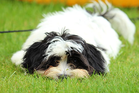 adult black and white shih tzu on focus photo thumbnail