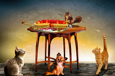rodent on table beside strawberries thumbnail