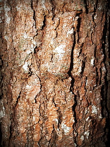 wood, trunk, tree, tree trunk thumbnail