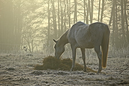 white horse eats grass taken at golden hour thumbnail