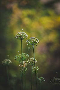 shallow focus photography of white flower with green stem thumbnail