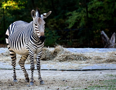 black and white zebra standing on brown soil at daytime thumbnail