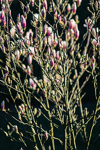 Pink spring flowers thumbnail