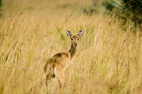 standing brown deer on grass at daytime thumbnail