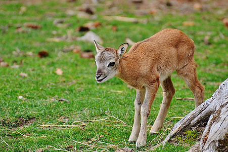 brown doe on grass field thumbnail