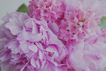 pink peonies closeup photography thumbnail