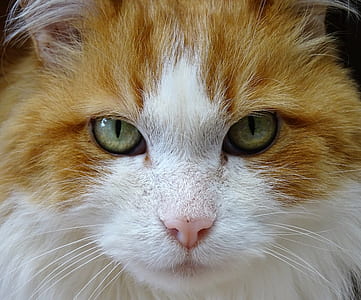 cat, domestic cat, pet, face, feline, portrait thumbnail