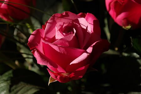 close up shot of red roses thumbnail